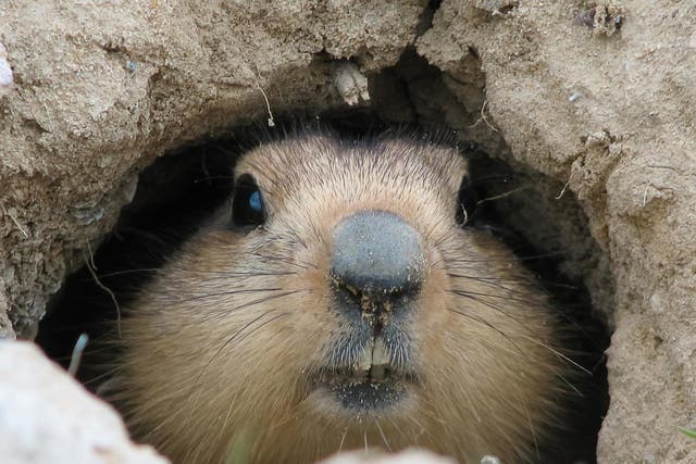 A city in Inner Mongolia has asked people to report any sick or dead marmots following a reported case of plague