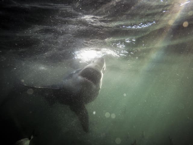 Some conservationists wonder if it might result in positive press for oft-maligned great whites