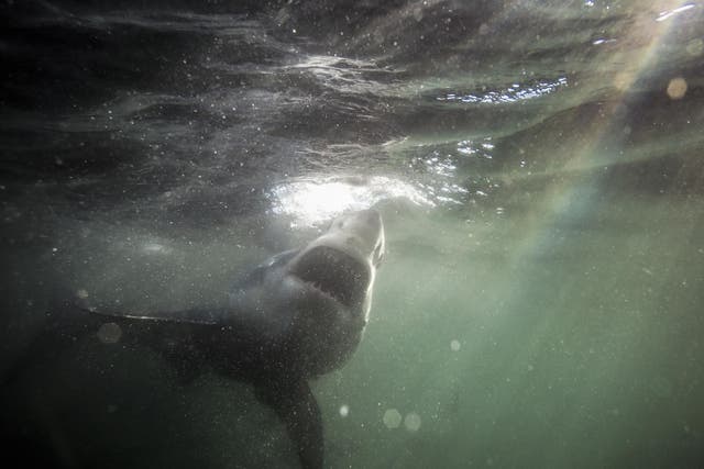Some conservationists wonder if it might result in positive press for oft-maligned great whites