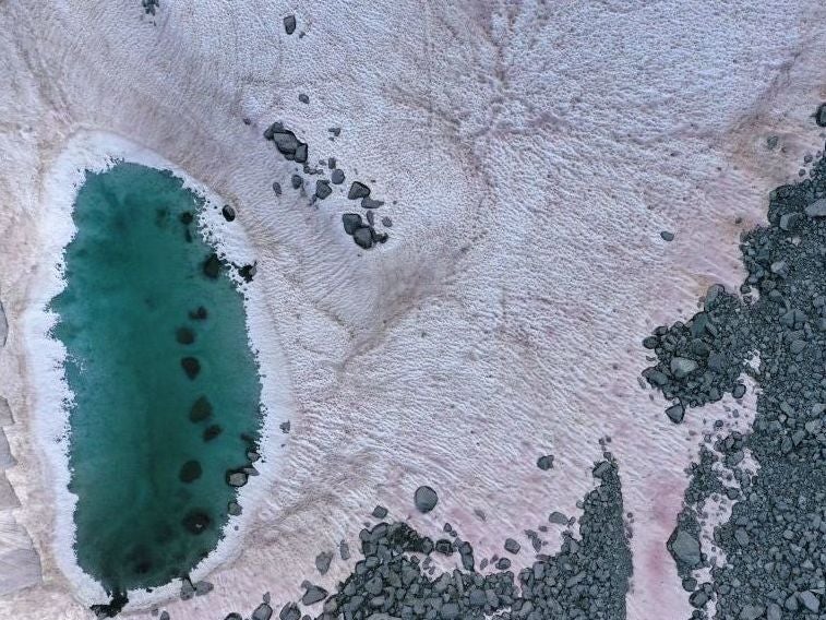 Pink-coloured snow has appeared on the Presena glacier, likely die to presence of algae