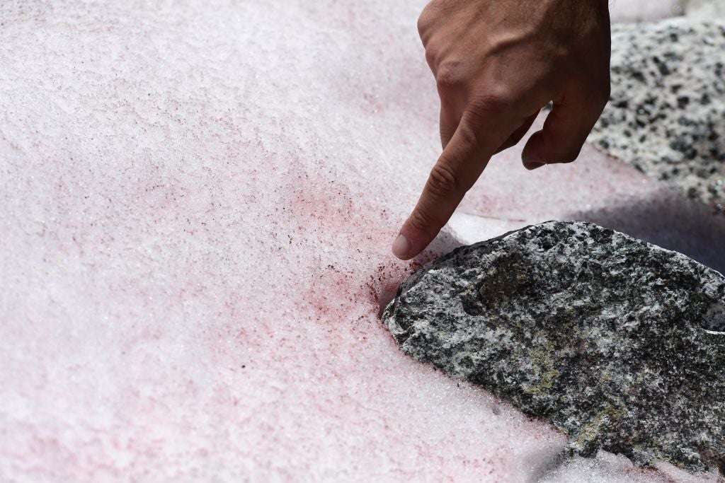 Biagio di Maio points out the pink-coloured snow on the glacier