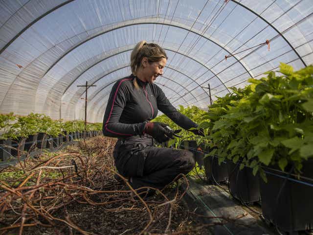 Seasonal workers such as Anna Maria from Romania are vital to the future of farming