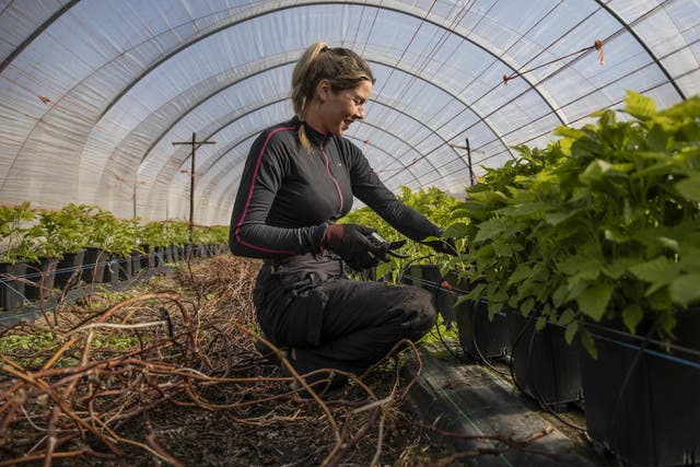 Seasonal workers such as Anna Maria from Romania are vital to the future of farming