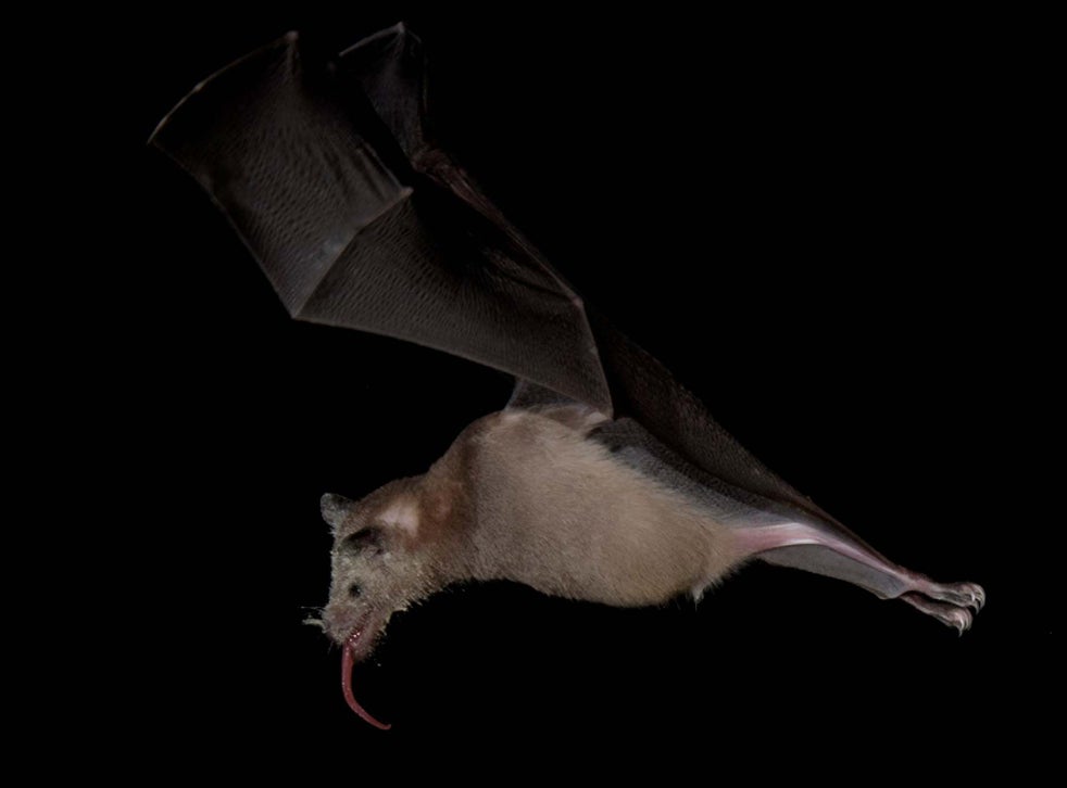 Tequila bat boosted by DNA study which could help protect future of