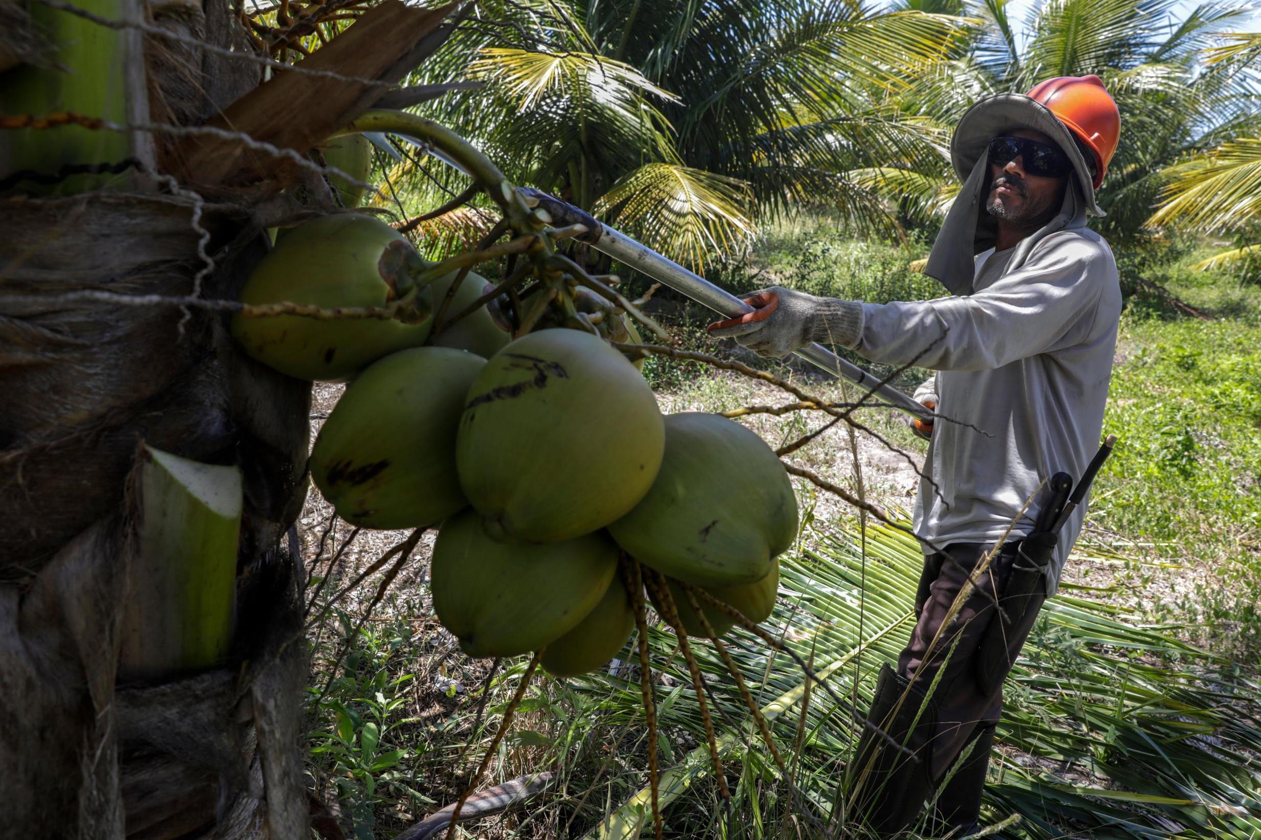The environmental damage of the coconut trade is not widely known
