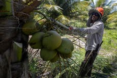 Why coconut oil may be worse than palm oil for the environment