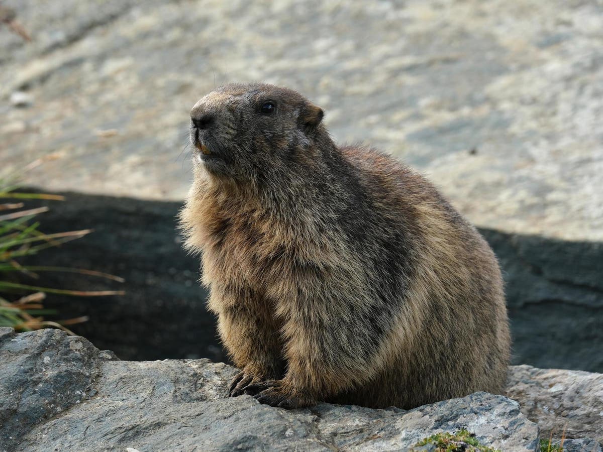 family game – Plateau Marmots