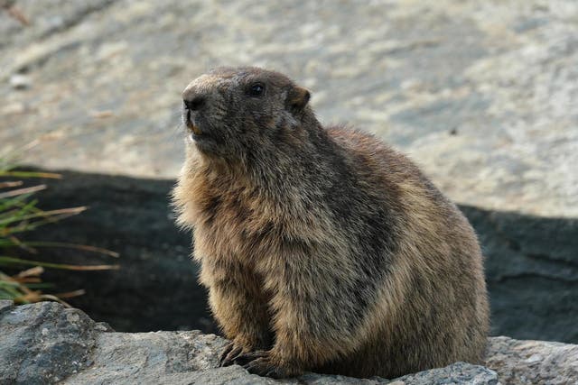 China forbids hunting and eating of marmots after hospital reported suspected bubonic plague case