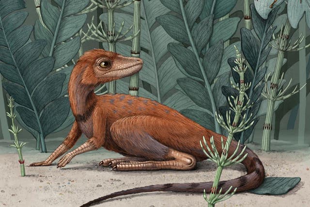 Kongonaphon kely, an ancestor of giant dinosaurs, was just 10cm tall and ate insects, researchers believe