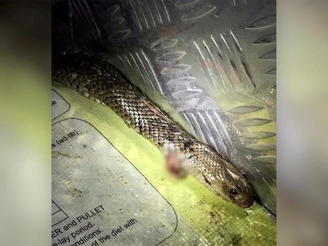 A still image from a video showing an eastern brown snake after it wrapped itself around the legs of a driver in Calliope, Queensland, Australia, on 15 June, 2020.