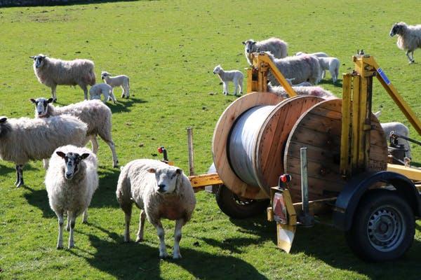 Even the sheep recognise the benefits