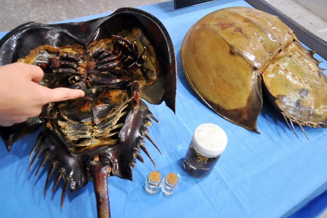 Scientist points to the place where horseshoe crabs are 'milked' for their blood