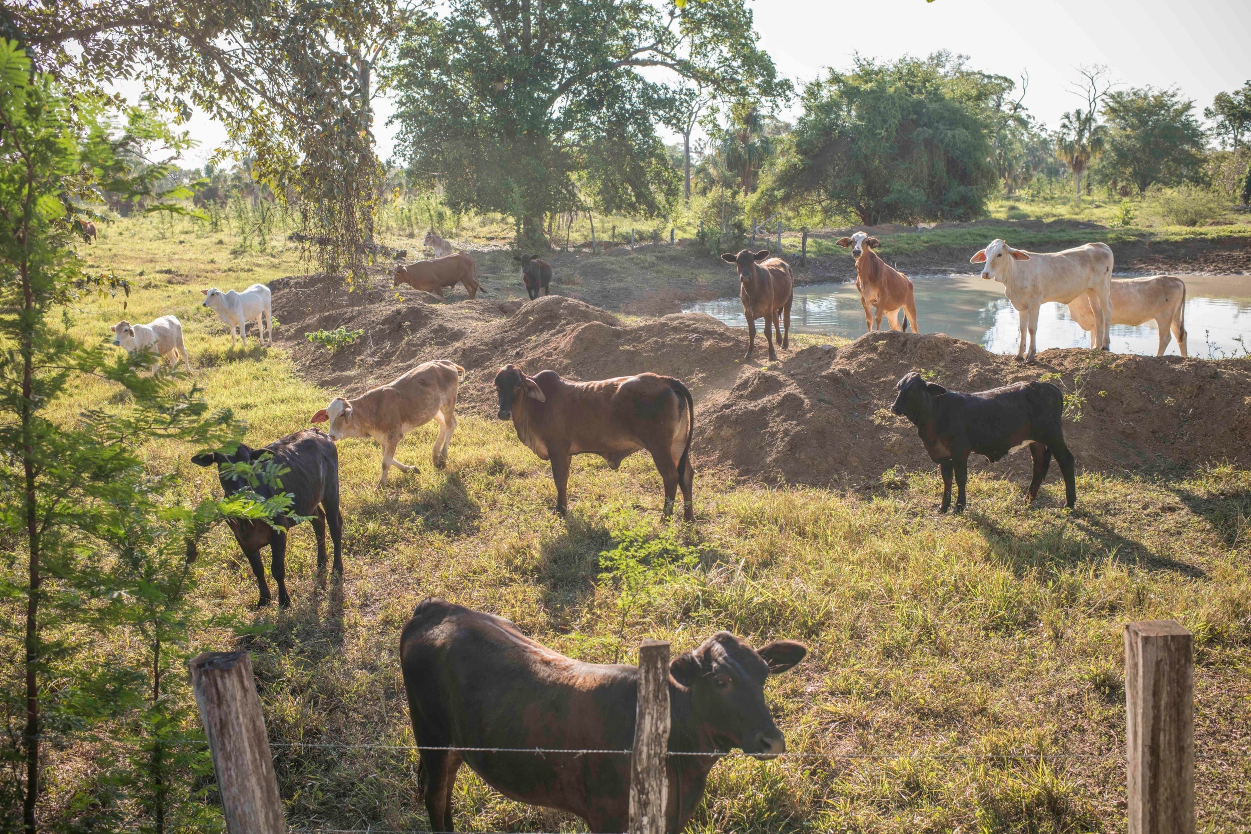 Cattle in the region is often linked to narco activity, according Guatemala authorities