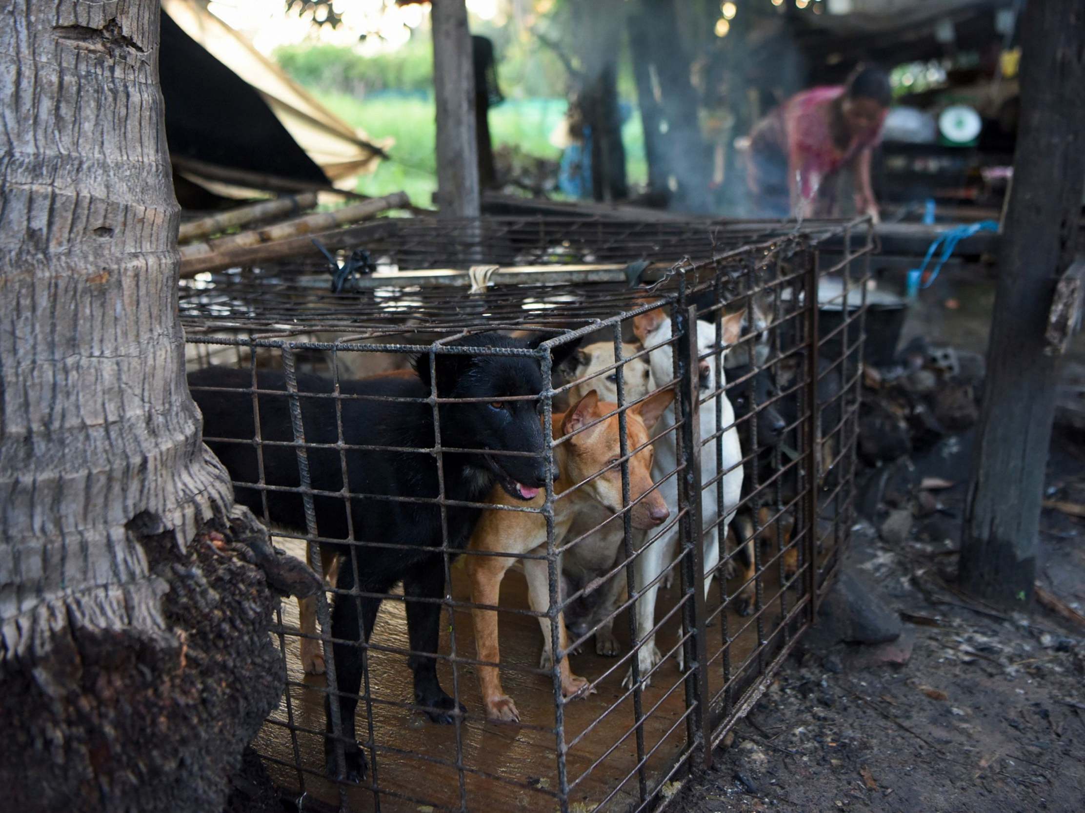 Dogs are kept in a cage as a woman boils water at a slaughterhouse in Siem Reap province
