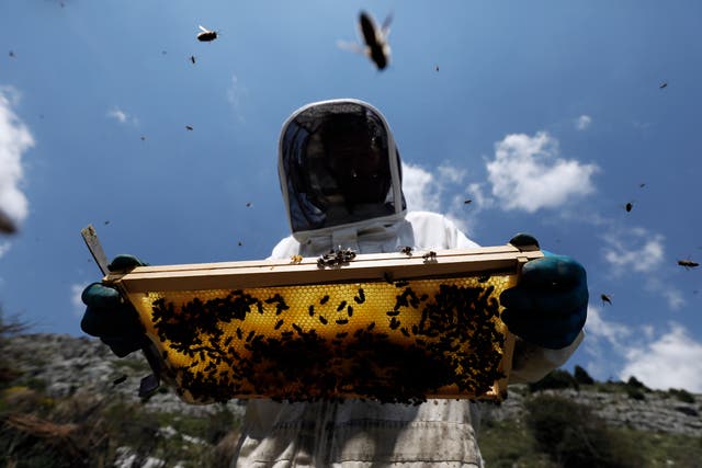 French beekeeper Jerome Payen with some of his hive