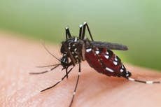 Climate crisis may drive mosquito-borne Zika virus into Europe