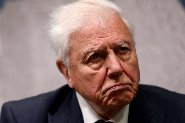 File photo of David Attenborough attending the annual Chatham House award ceremony in London in November 2019.