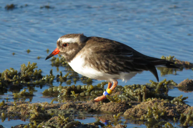 A shore plover, which is a critically endangered bird species in New Zealand