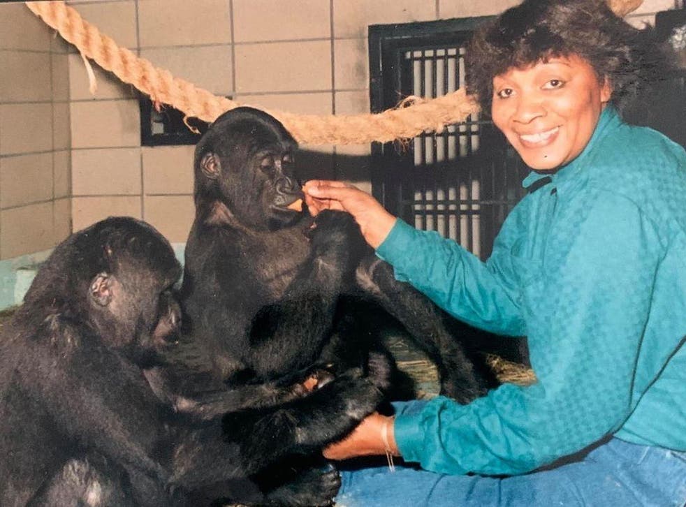 Wilson with juvenile gorillas at Maryland Zoo