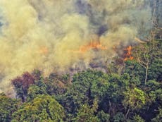 UK consumption ‘fuelling Amazon fires’