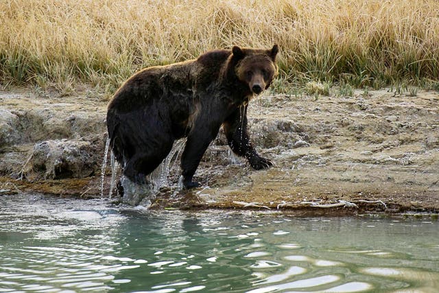 Related video: Family rescue bear cub swimming with a jar stuck on its head