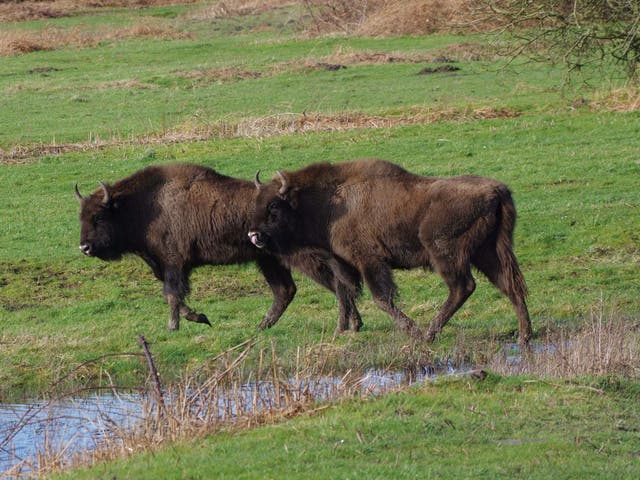 Bison are being introduced to a British woodland in a project project led by Kent Wildlife Trust and the Wildwood Trust to restore ancient habitat and its wildlife.