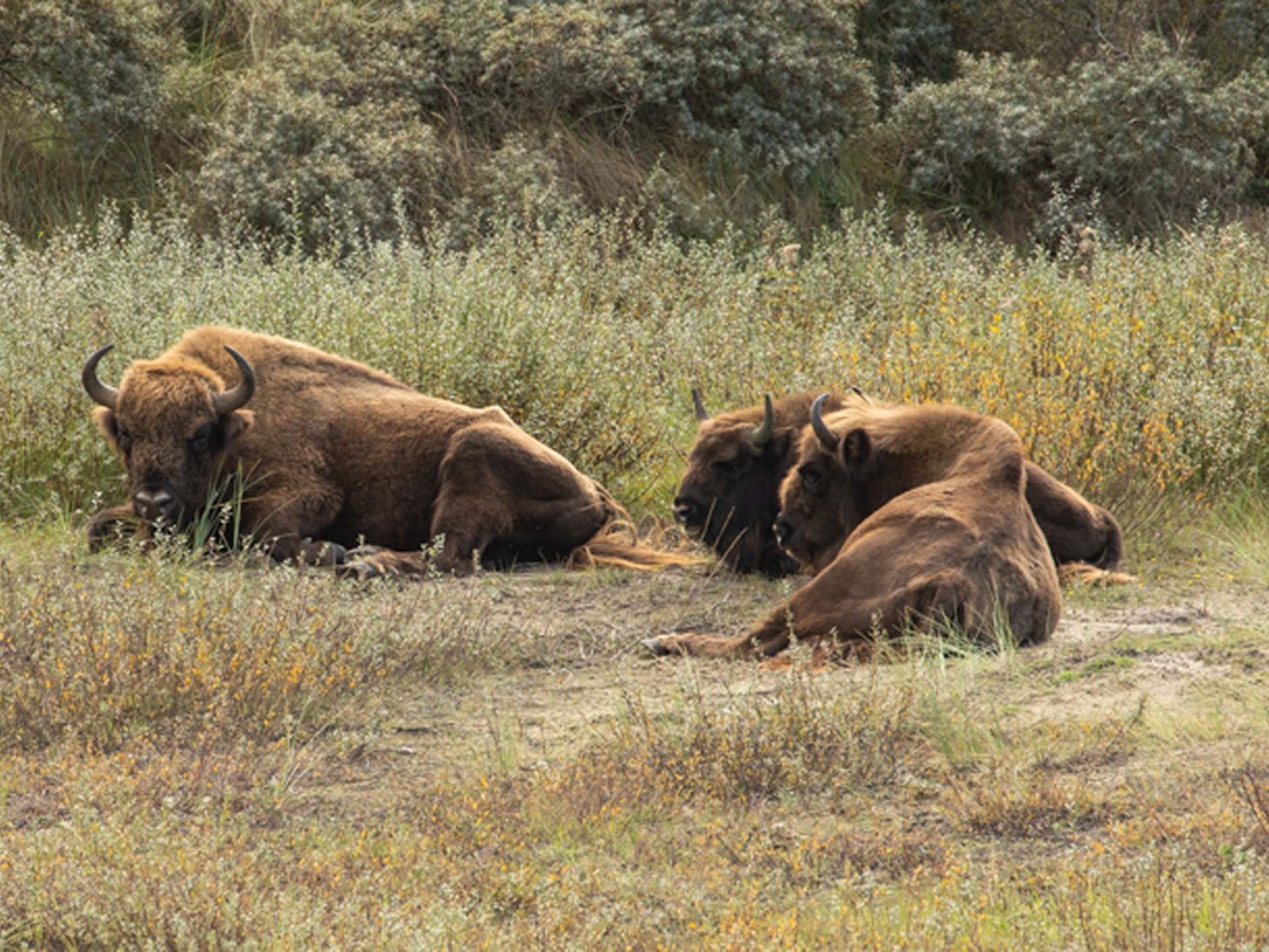 Undated photo showing bison from the Kraansvlak herd in the Netherlands.