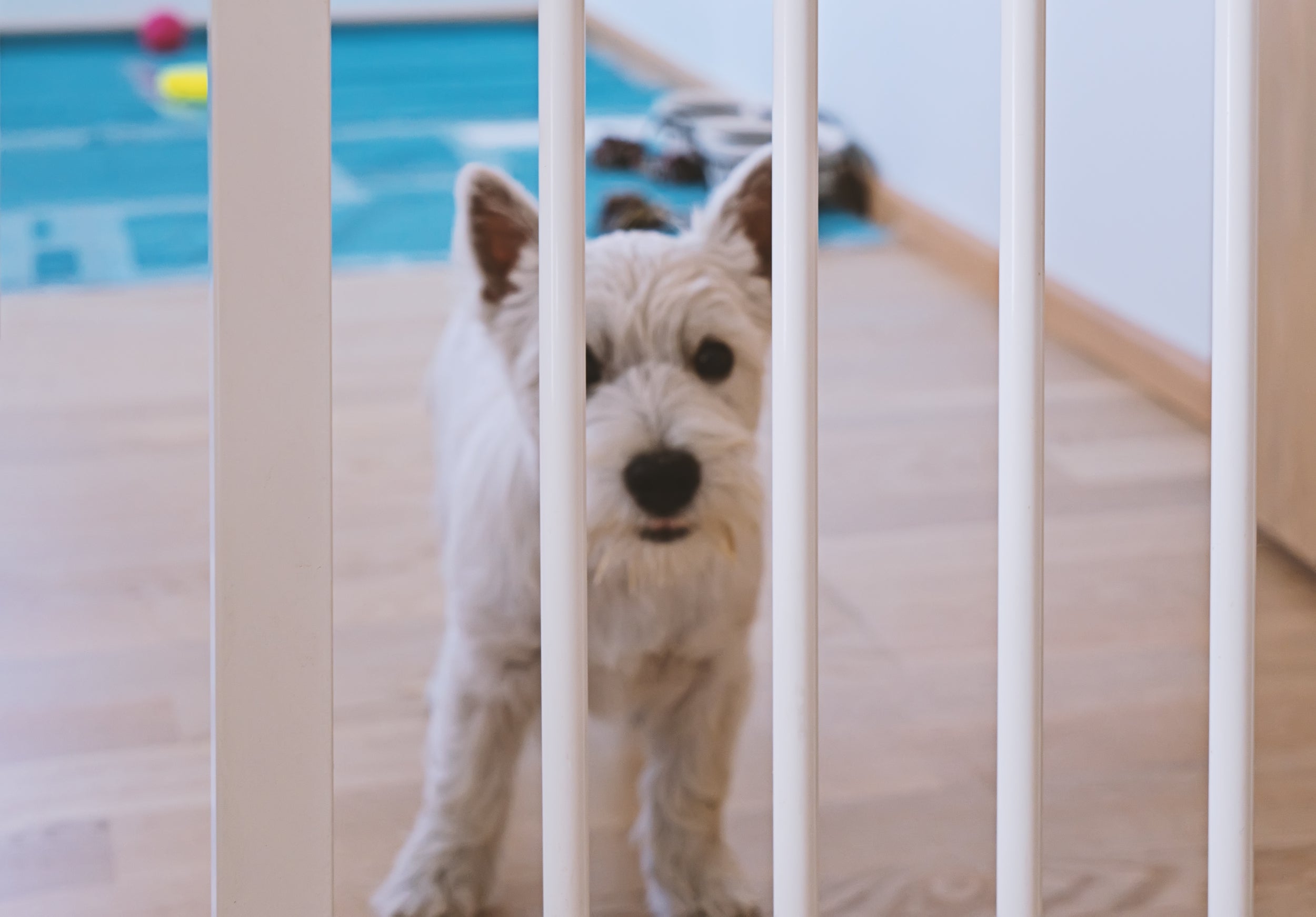 Baby gates can help while you house-train your new puppy