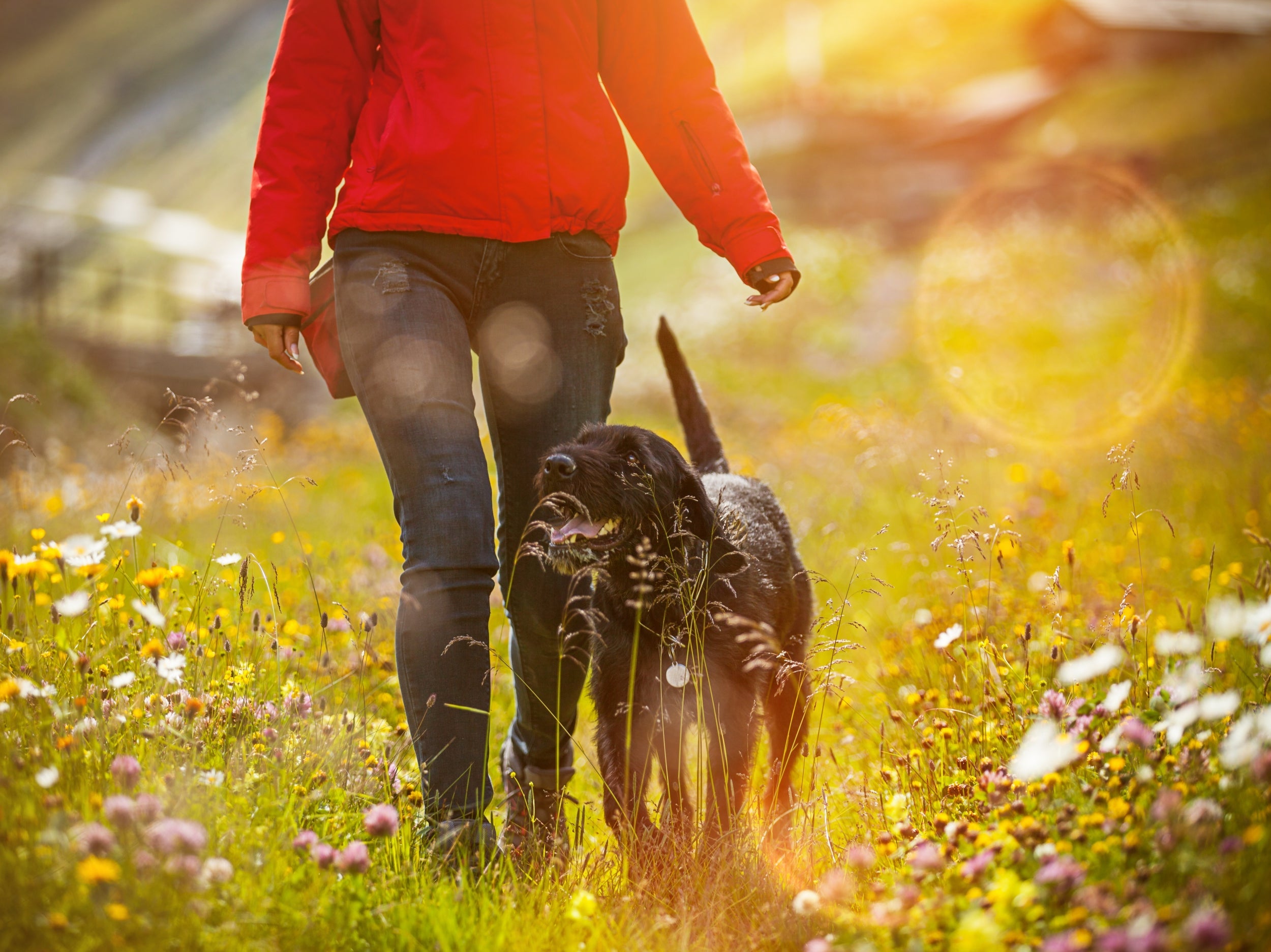 Make sure your dog gets as much exercise as they need