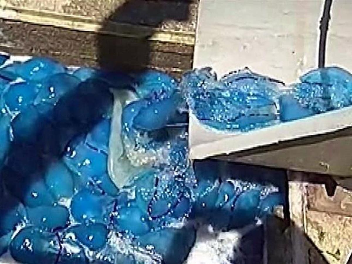 Thousands of blue jellyfish clog cooling system in Israeli power plant