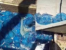 Thousands of blue jellyfish clog cooling system in Israeli power plant