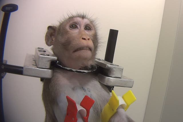 Related video: Monkeys being prepared for tests in a German lab last year