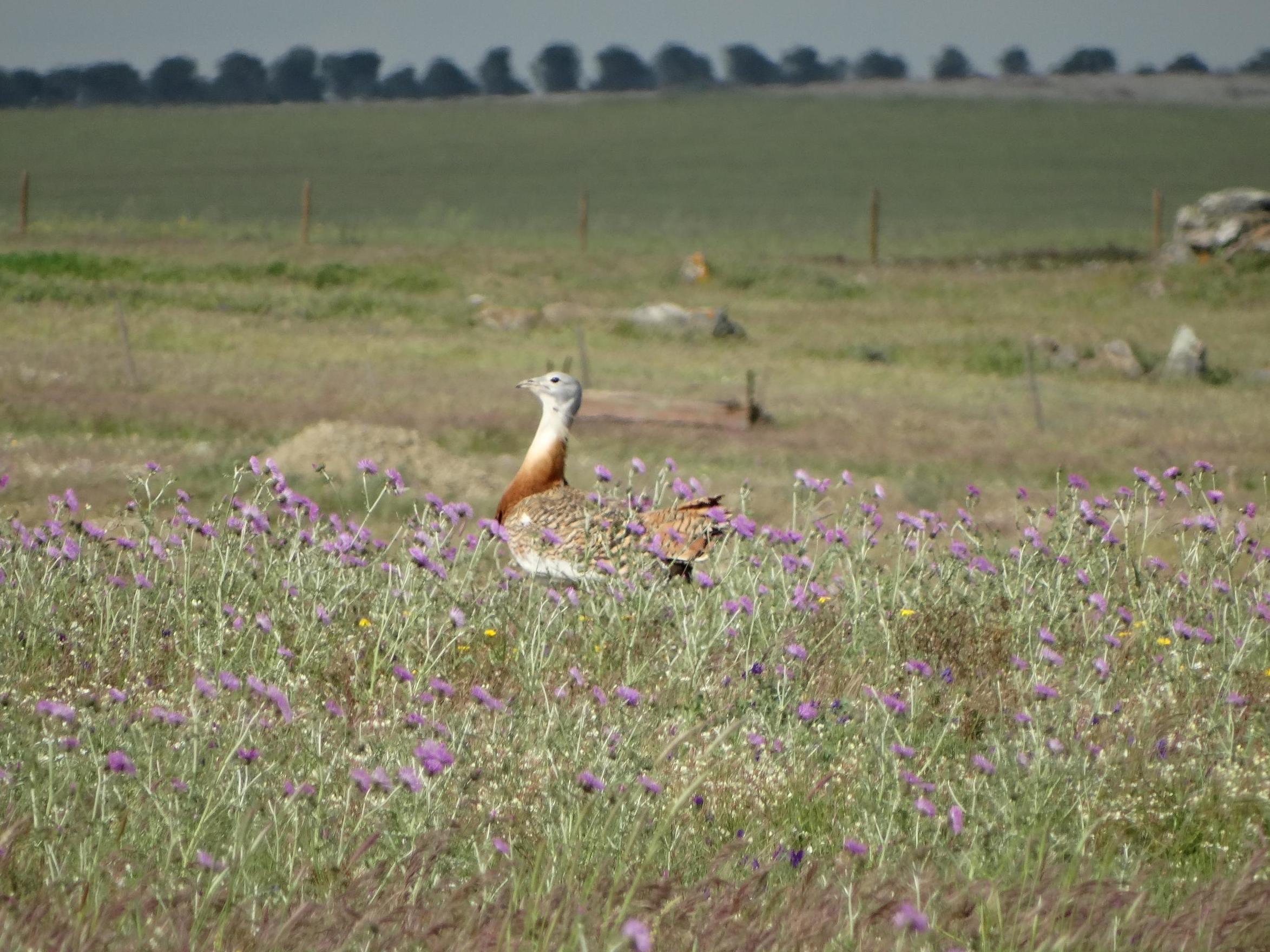 Up to a third of the world's population of great bustards live in the areas that are being converted