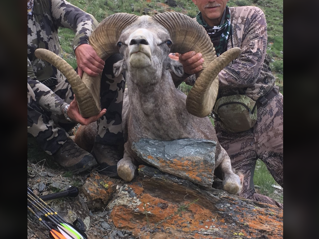 The photo that Brent Sinclair posted on social media of the dead ram; the men whose faces were not shown are thought to be Mr Sinclair and Walter Palmer