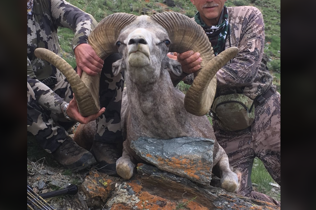 The photo that Brent Sinclair posted on social media of the dead ram; the men whose faces were not shown are thought to be Mr Sinclair and Walter Palmer