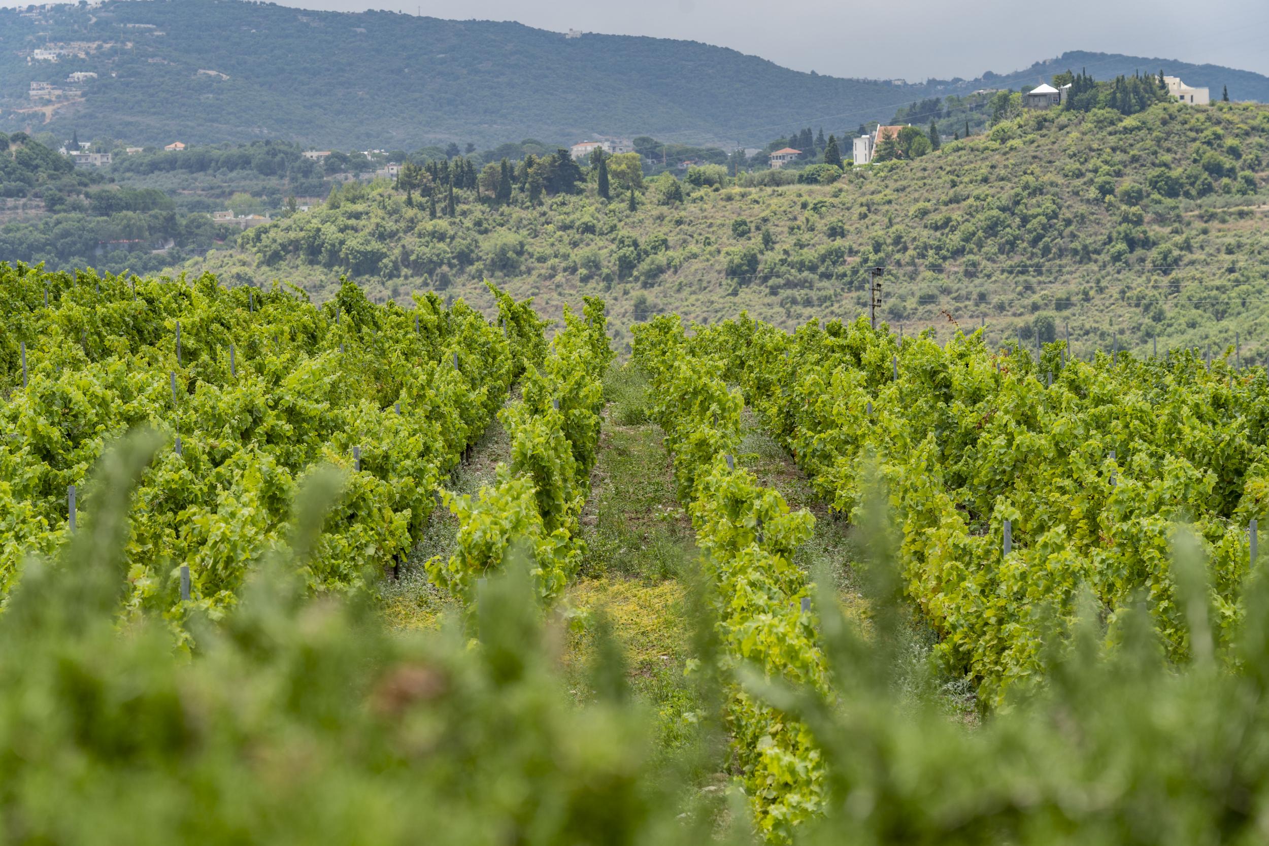 Vineyards of Lebanon's Batroun mountains that are now under threat in an unprecendented financial crisis