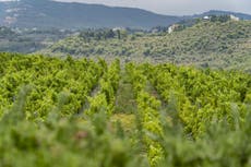 Lebanon’s famed wine industry faces ruin amid an economic collapse