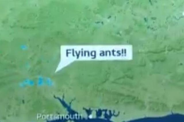 Related video: Flying ants descended on Wimbledon