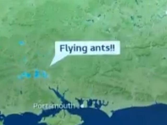 Related video: Flying ants descended on Wimbledon