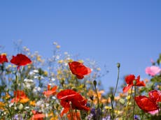 Wildflower network opens routes across UK for pollinating insects