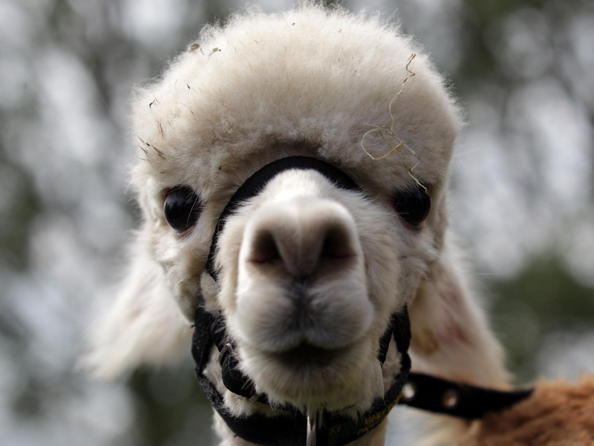 Antibodies from llamas can be used to boost humans' immune response to coronavirus