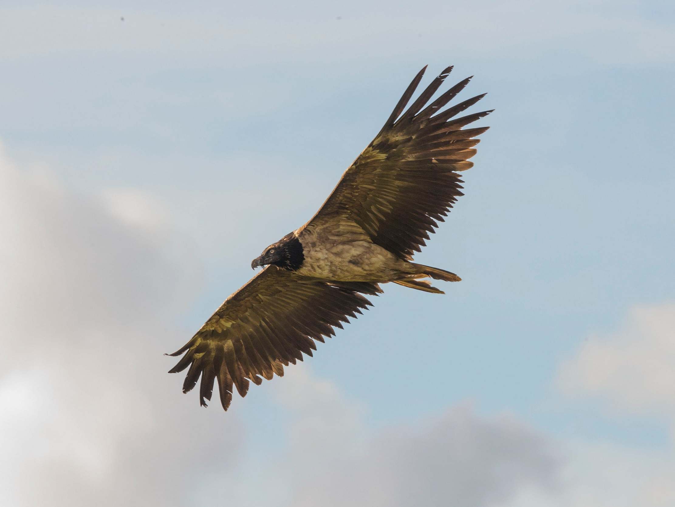 The bearded vulture, which has a wingspan of up to three metres, has only been seen in the UK once before