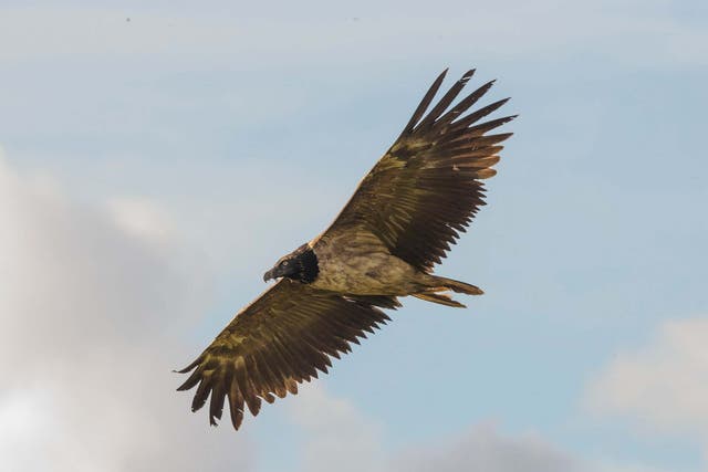 The bearded vulture, which has a wingspan of up to three metres, has only been seen in the UK once before