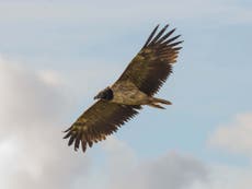 Rare bearded vulture spotted in UK for only second time