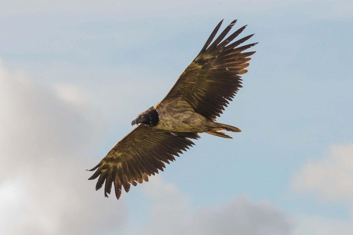 https://static.independent.co.uk/s3fs-public/thumbnails/image/2020/07/14/01/bearded-vulture.jpg?width=1200&height=800&crop=1200:800