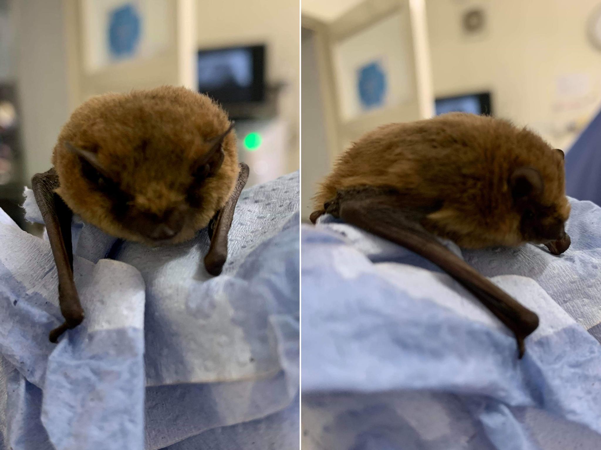 A bat has been found in a car boot of a vehicle that travelled to the UK from France