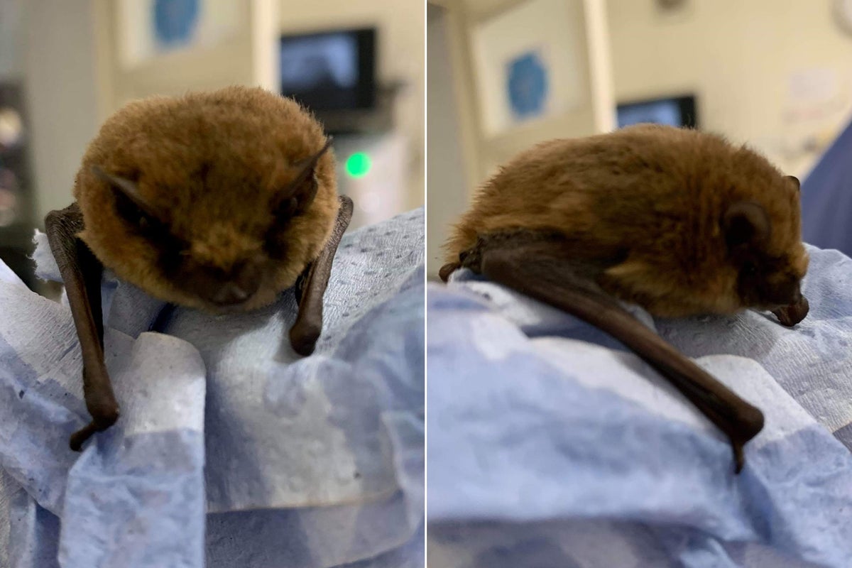 Bat found in boot of car in Hartlepool after 500-mile journey from ...