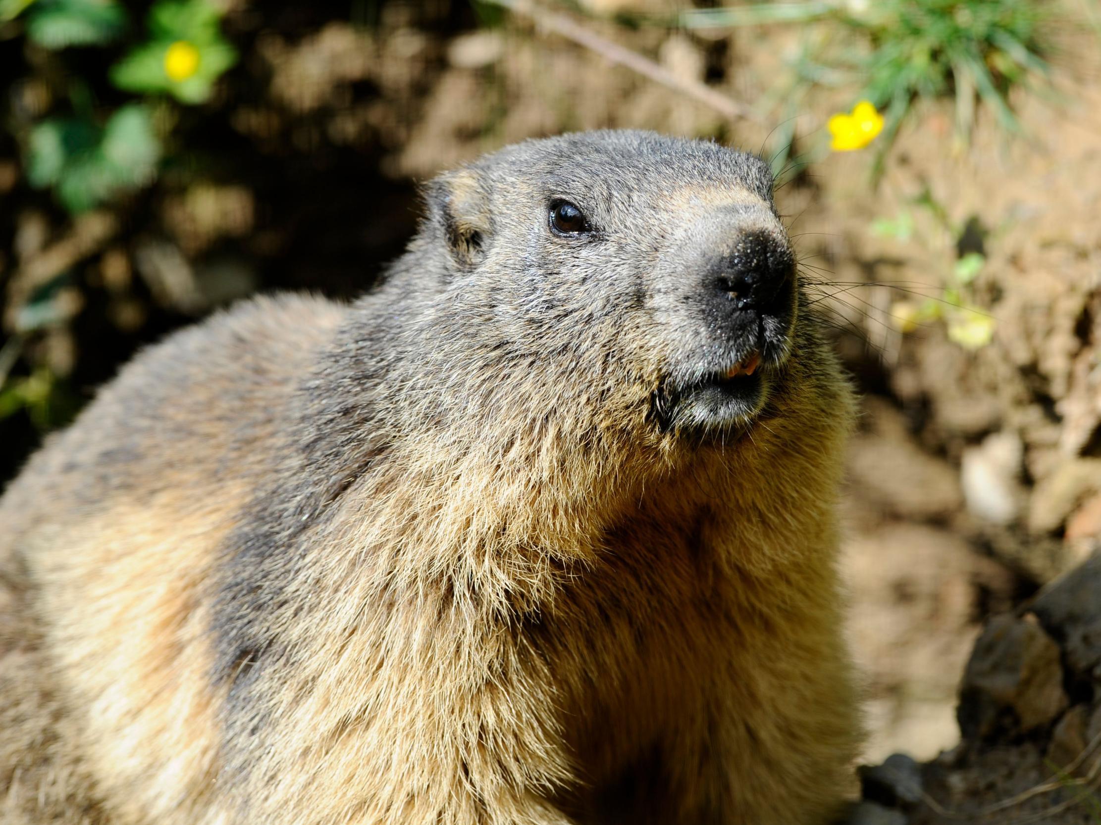 Marmots are known carriers of the disease