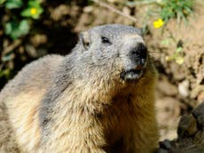 Teenager dies of Black Death after eating marmot meat