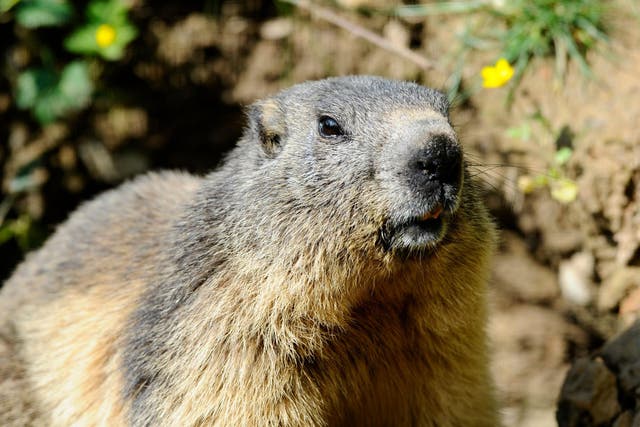 Marmots are known carriers of the disease